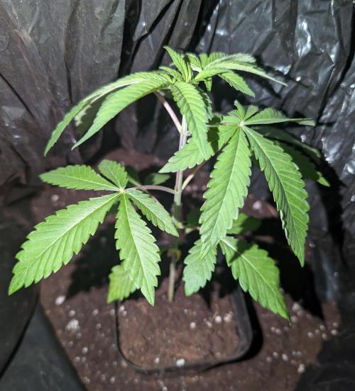 Chase the pie. Week 5 - #7