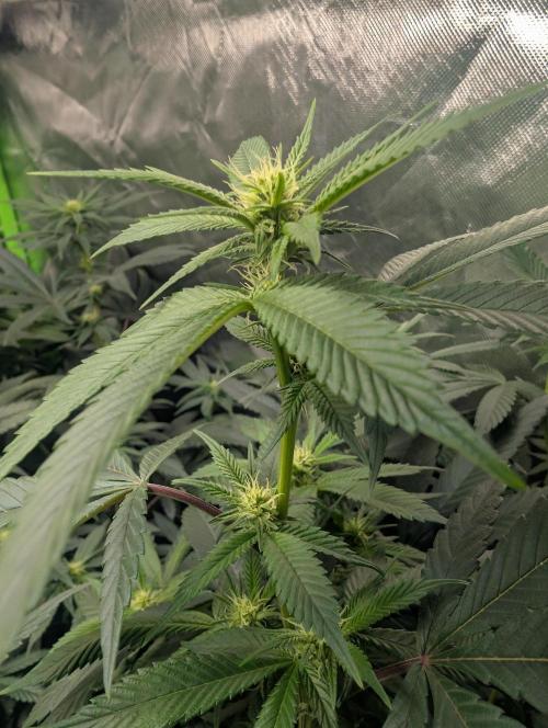 here we go again. Week 4