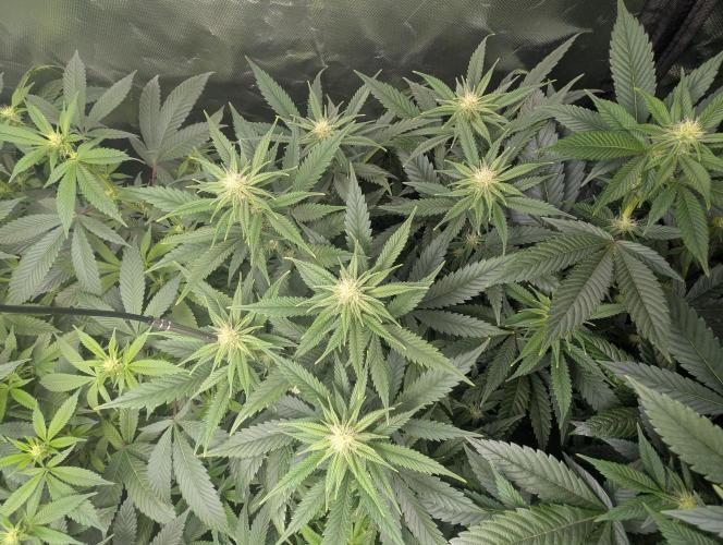 Tiramisu #2. Week 11