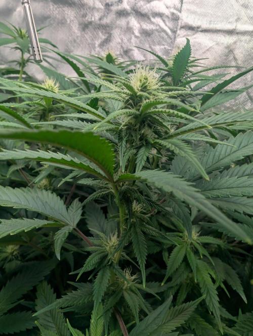 Tiramisu #2. Week 11