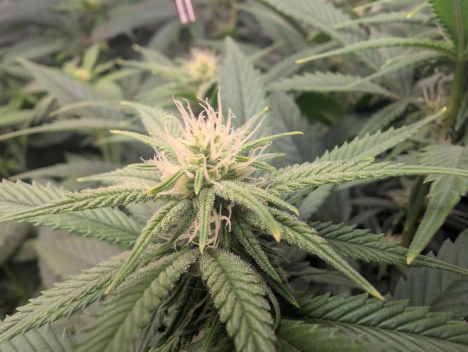 Tiramisu #2. Week 11