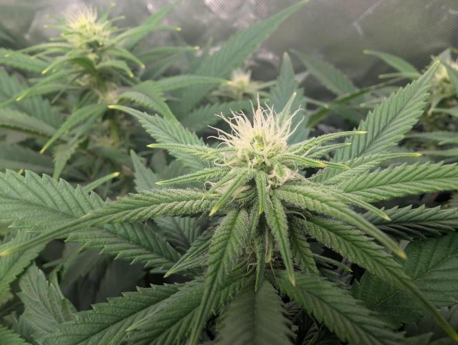 Tiramisu #2. Week 11