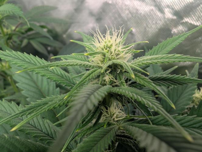 Tiramisu #2. Week 11