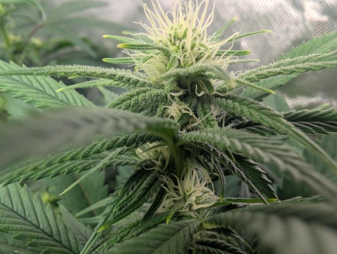 Tiramisu #2. Week 11