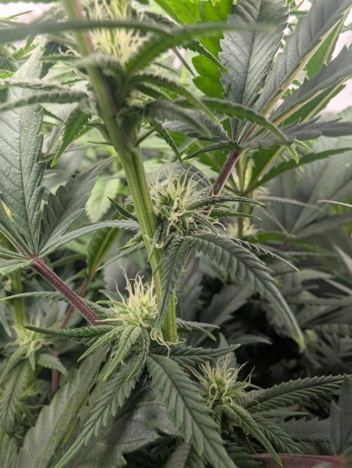 Tiramisu #2. Week 11