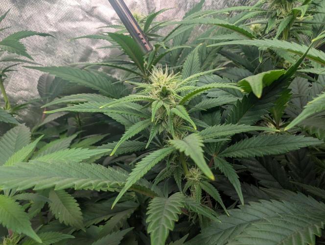 Tiramisu #2. Week 11