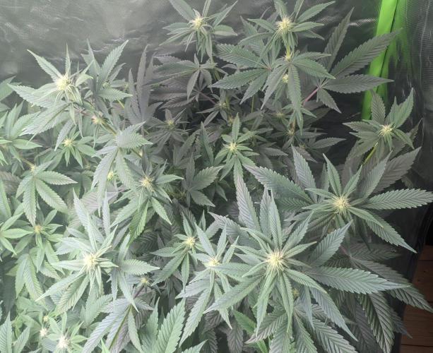 Cheesy Rider x Unknown. Week 11