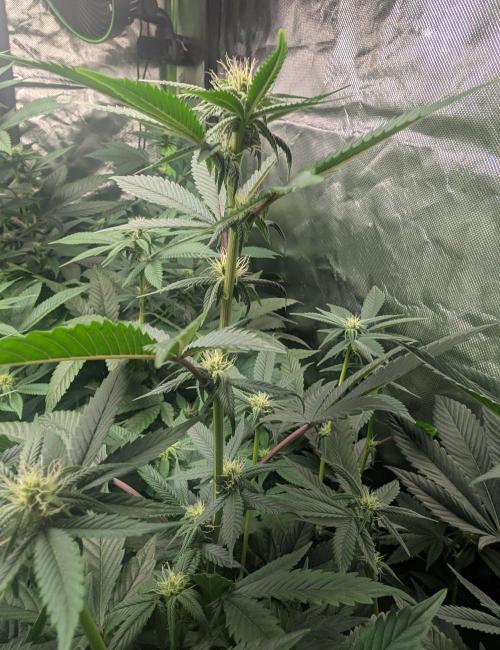 Cheesy Rider x Unknown. Week 11