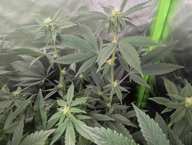 Cheesy Rider x Unknown. Week 11