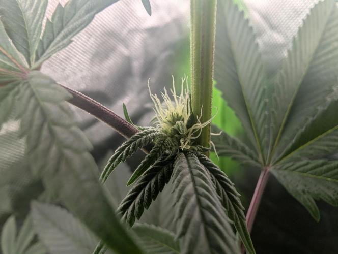 Cheesy Rider x Unknown. Week 11