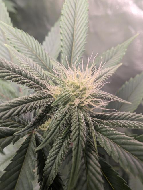 Cheesy Rider x Unknown. Week 11