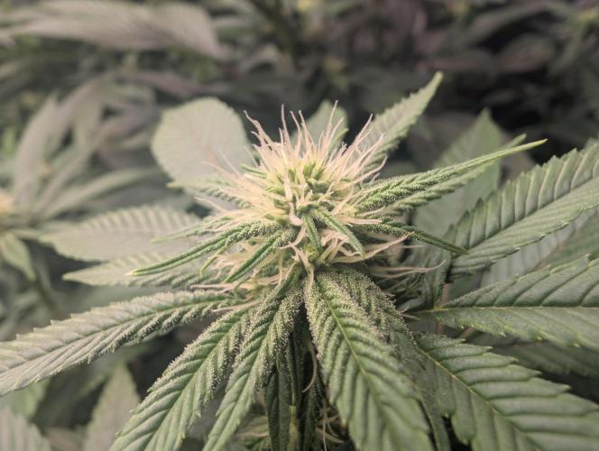 Lindas Marker #1 - #4. Week 14 - #1