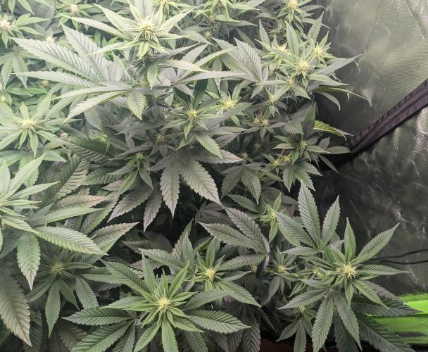 Lindas Marker #1 - #4. Week 14 - #2