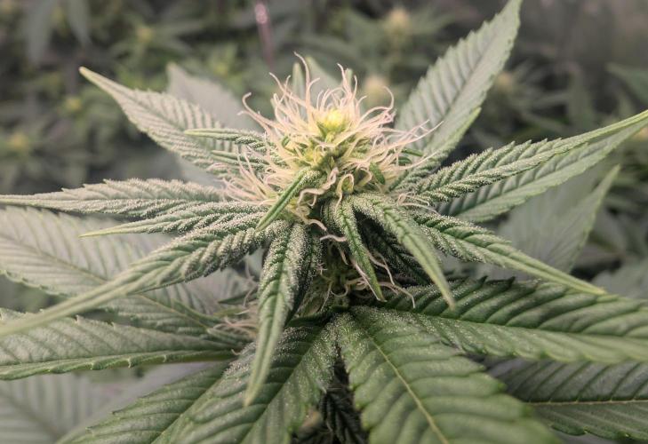 Lindas Marker #1 - #4. Week 14 - #2