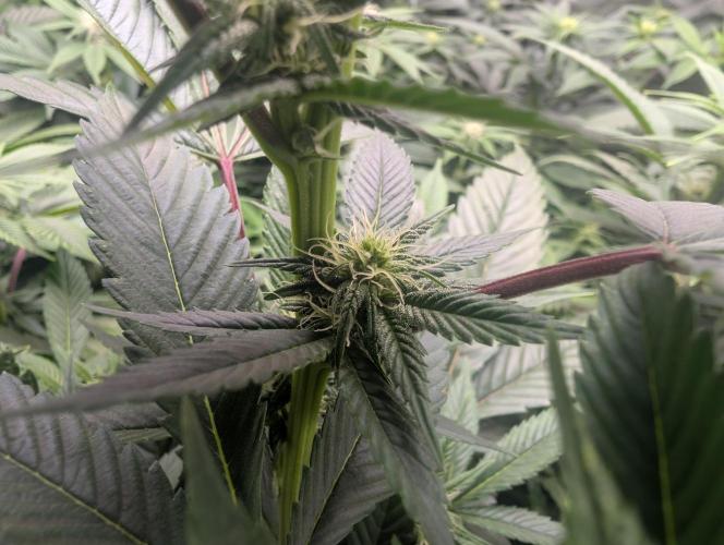 Lindas Marker #1 - #4. Week 14 - #2