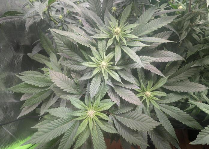 Lindas Marker #1 - #4. Week 14 - #3