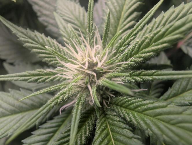 Lindas Marker #1 - #4. Week 14 - #3