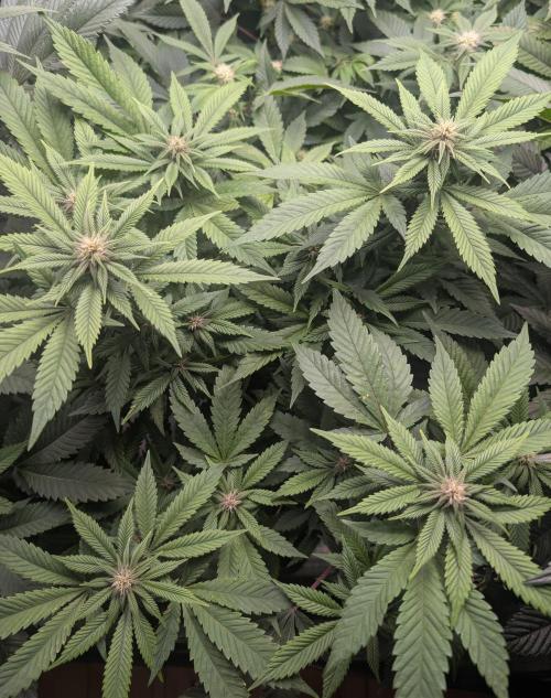 Lindas Marker #1 - #4. Week 14 - #4