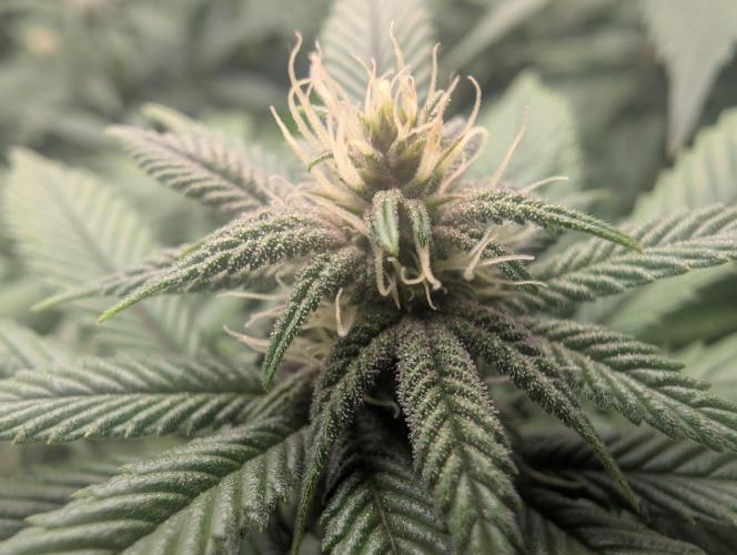 Lindas Marker #1 - #4. Week 14 - #4