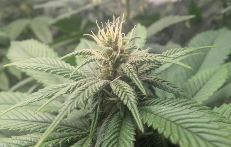 Lindas Marker #1 - #4. Week 14 - #4