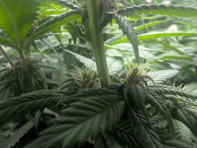 Lindas Marker #1 - #4. Week 14 - #4