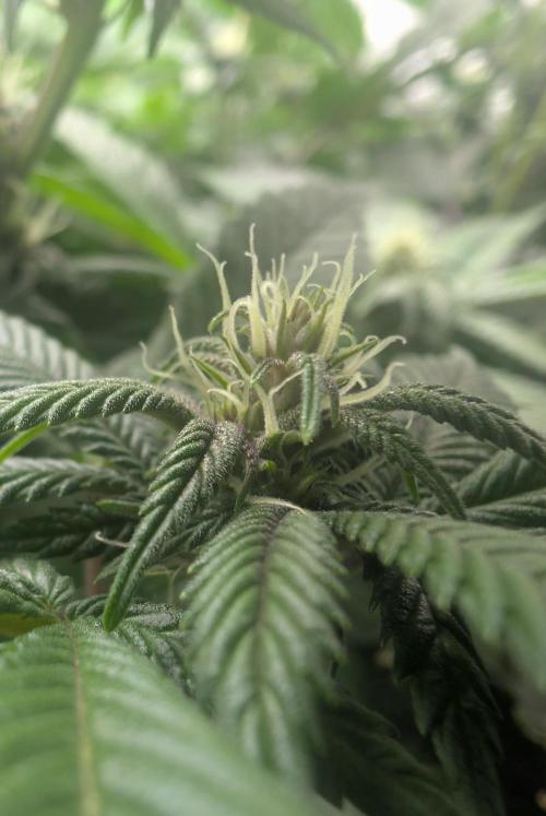 Lindas Marker #1 - #4. Week 14 - #4