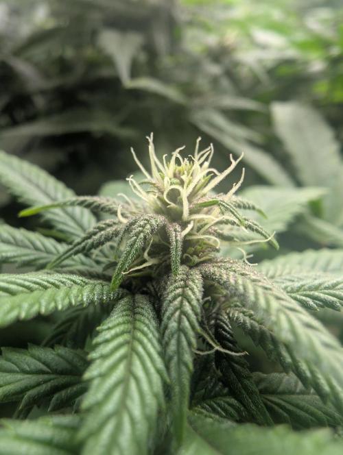 Lindas Marker #1 - #4. Week 14 - #4