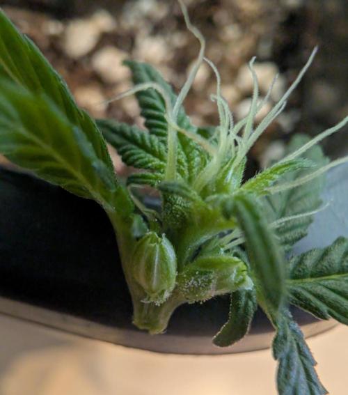 Cheesy Rider x Unknown. Week 12