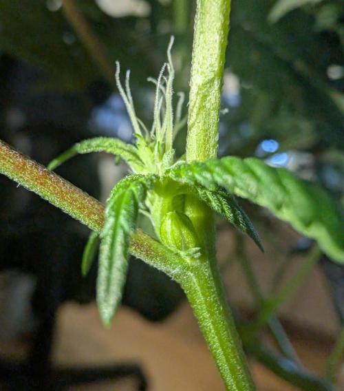 Cheesy Rider x Unknown. Week 12