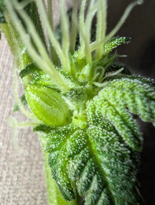 Cheesy Rider x Unknown. Week 12