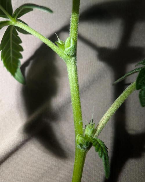 Cheesy Rider x Unknown. Week 12