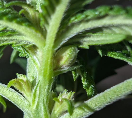 Lindas Marker #1 - #4. Week 15