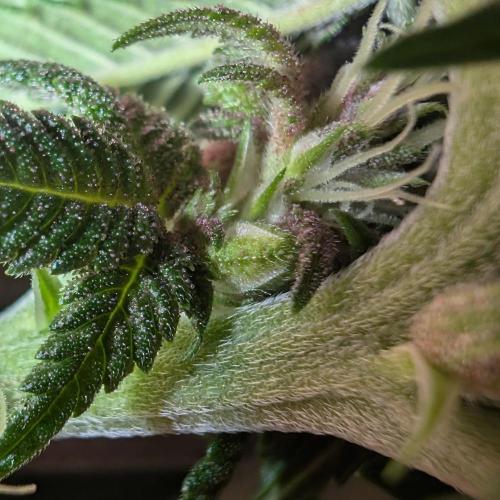 Lindas Marker #1 - #4. Week 15