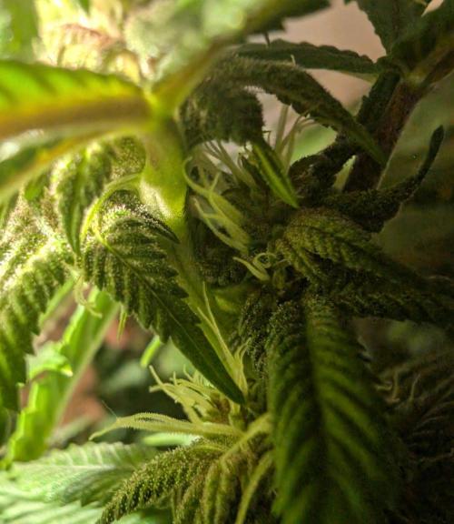 Lindas Marker #1 - #4. Week 15