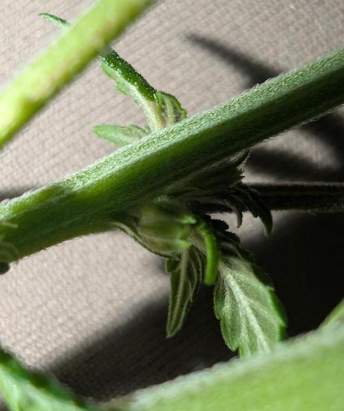 Lindas Marker #1 - #4. Week 15