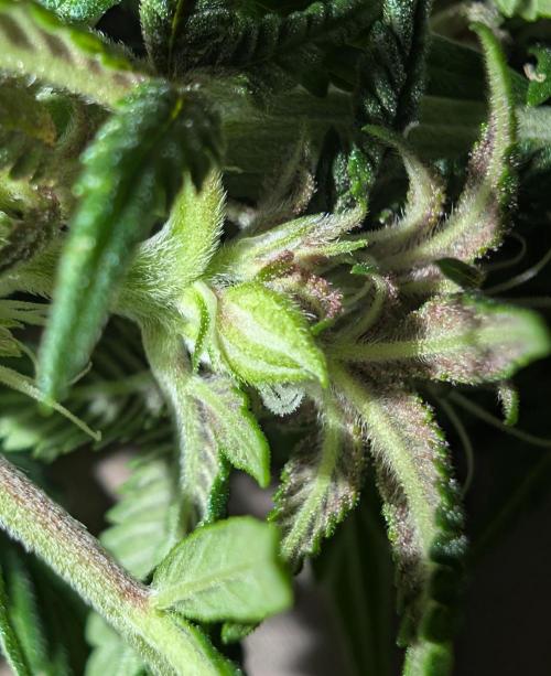 Lindas Marker #1 - #4. Week 15