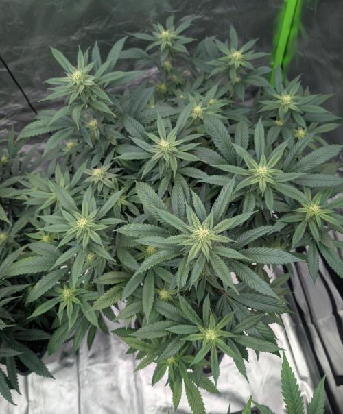 here we go again. Week 5