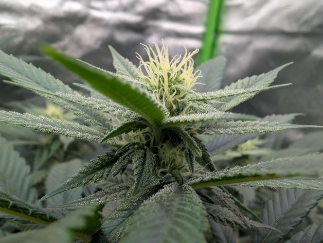 here we go again. Week 5