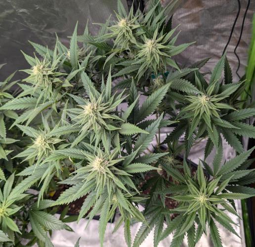 Tiramisu #2. Week 12