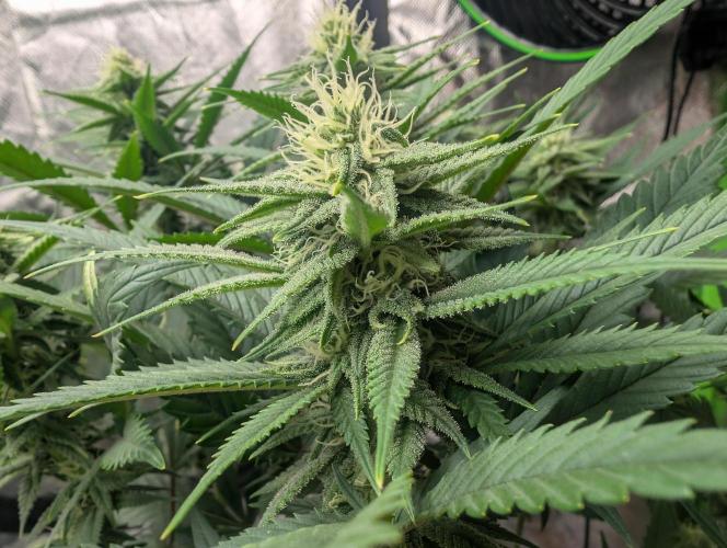 Tiramisu #2. Week 12