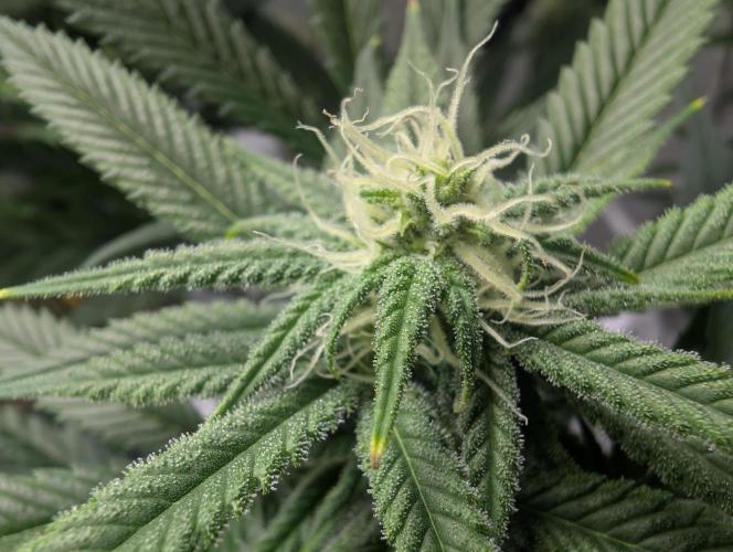 Tiramisu #2. Week 12