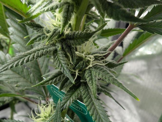 Tiramisu #2. Week 12