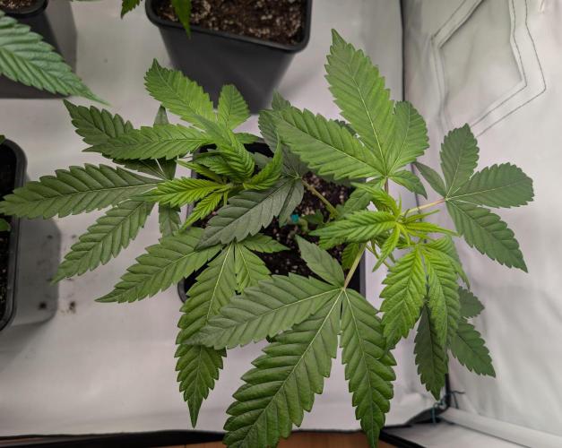 Two stinky papaya. Week 0 - #1
