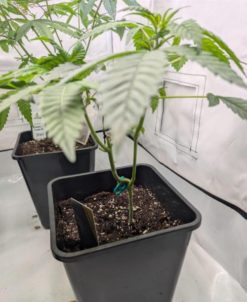 Two stinky papaya. Week 0 - #1