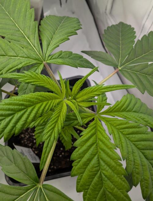 Two stinky papaya. Week 0 - #1