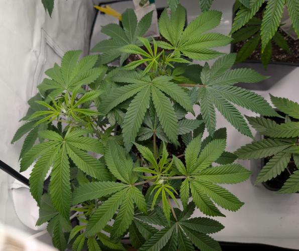 Two stinky papaya. Week 0 - #2