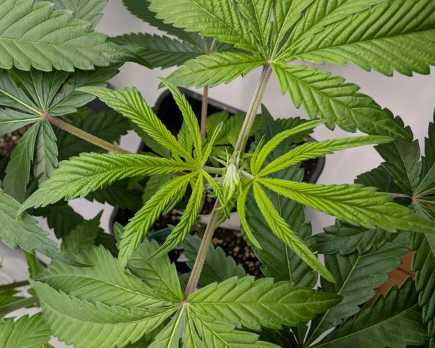 Two stinky papaya. Week 0 - #2