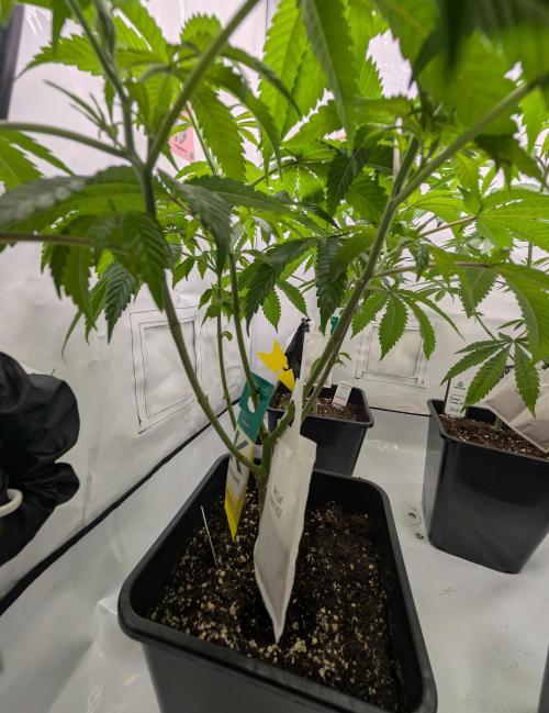 Two stinky papaya. Week 0 - #2