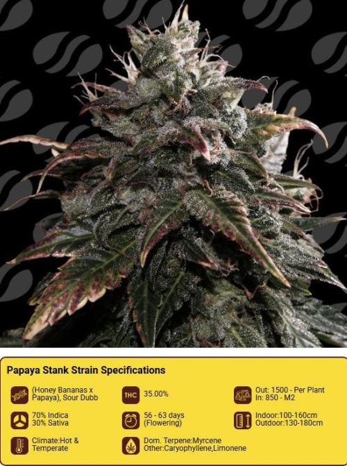 Two stinky papaya. Week 0