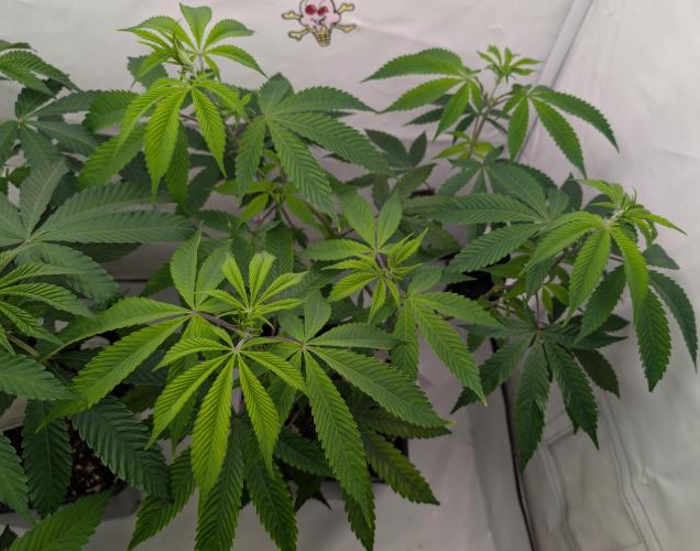 More Banana. Week 0 - #1